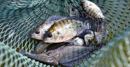 catch your own lunch